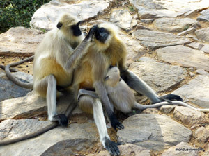 LANGURS